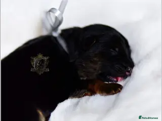 German Shepherd dogs ARRIVED!!! :))) LONGHAIRED SHOW TYPE GSD PUPPIES - Advert 2