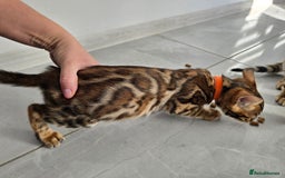 Bengal cats for sale: Stunning bengal kittens READY NOW - Image 14