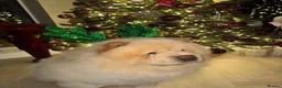 Chow Chow dogs for sale: Pablo in Solihull - Advert 6