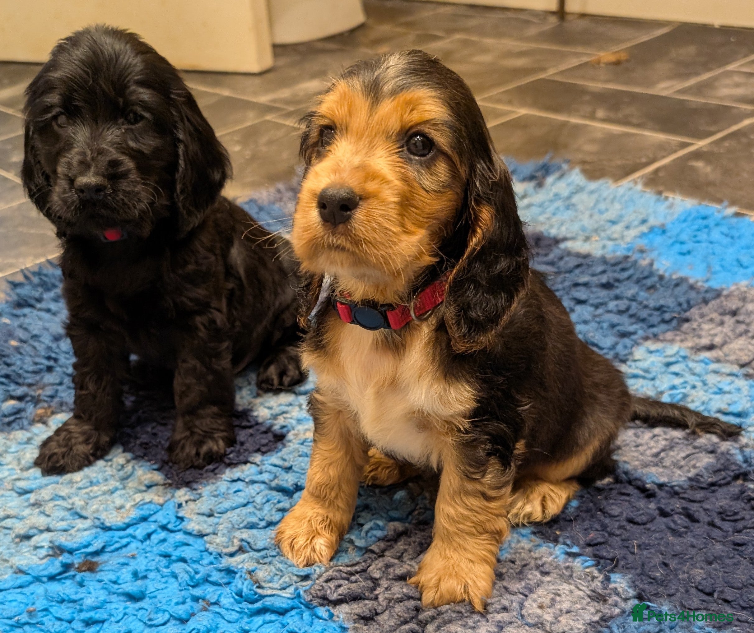 Cocker Spaniel dogs KC Health Tested Show Cocker Spaniel Pups - Advert 4