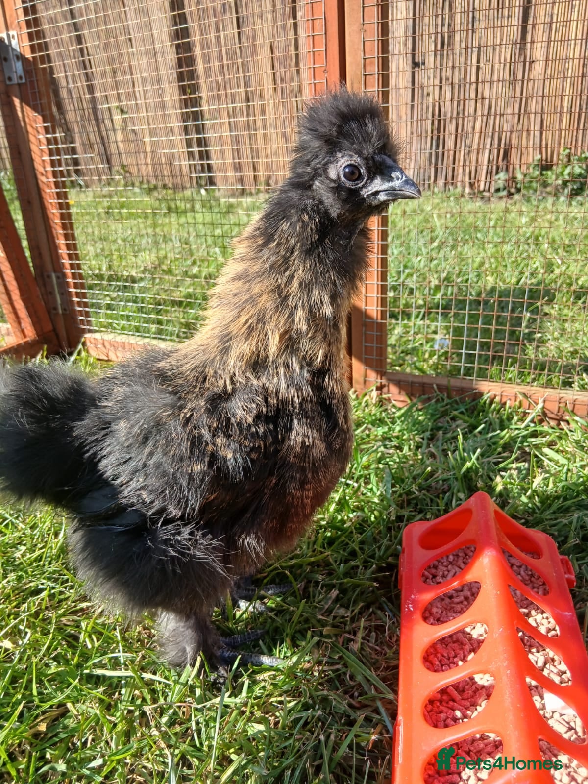 Chickens poultry Unsexed Silkie and Polish Chick - Advert 2