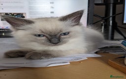 Ragdoll cats for sale: Blue point purebred ragdoll girl  - Image 13