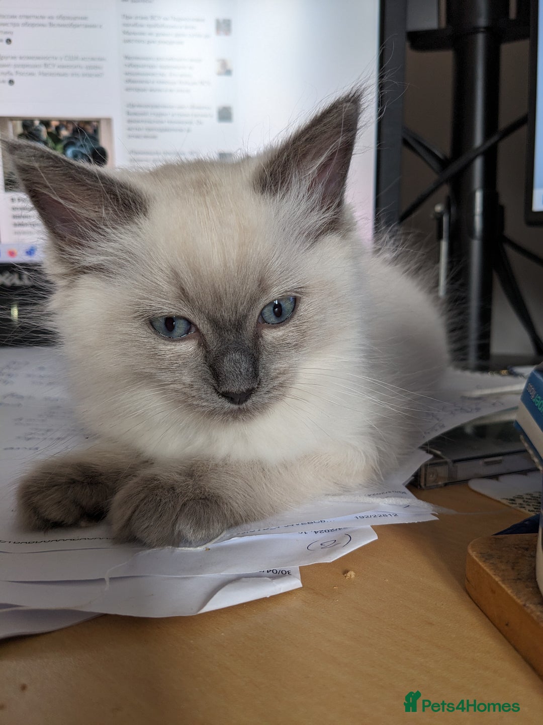 Ragdoll cats for sale: Blue point purebred ragdoll girl  - Image 13