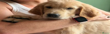 Golden Retriever 1