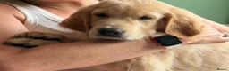 Golden Retriever dogs for sale: GORGEOUS GOLD BOUNCY CHUNKY PUP in Telford - Advert 11