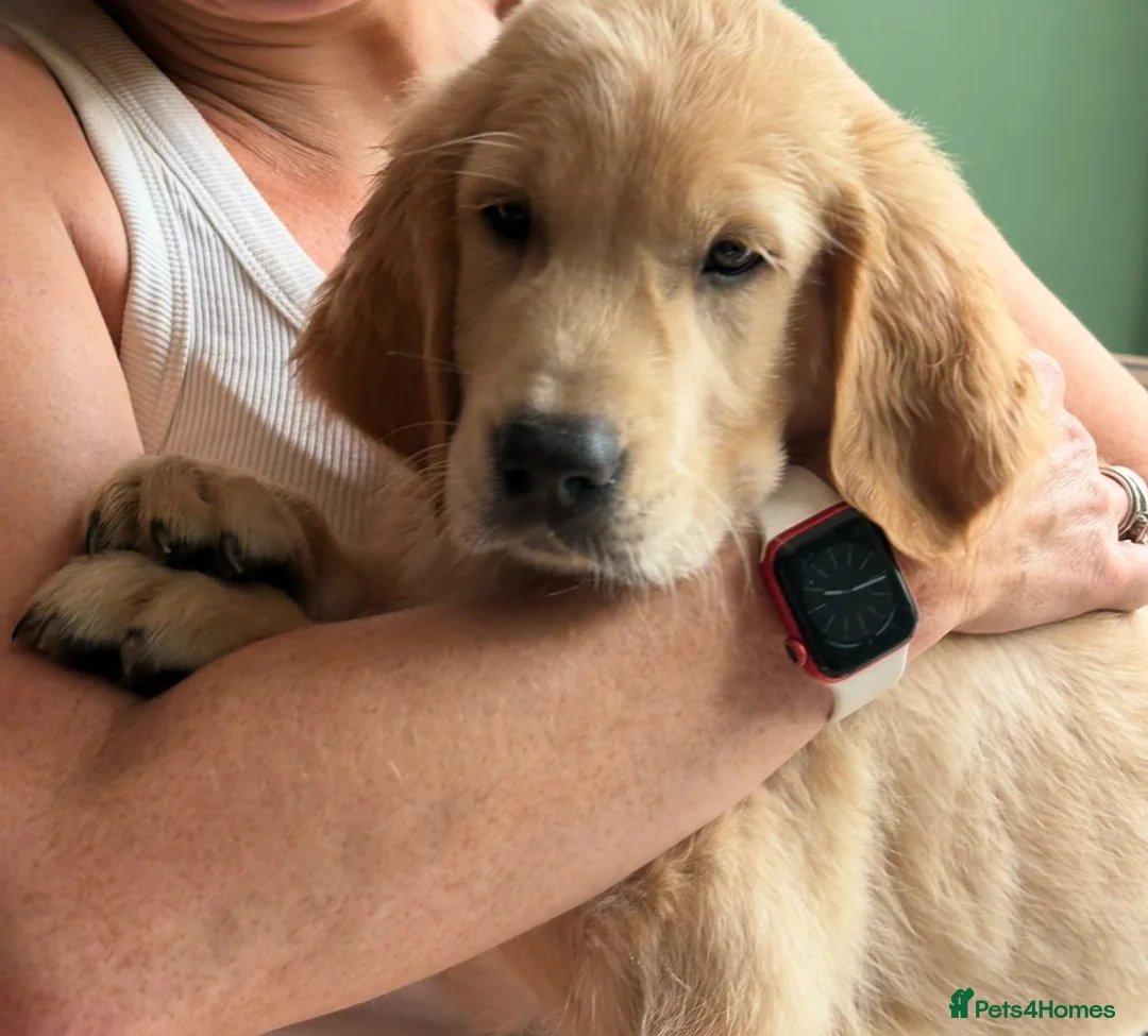 Golden Retriever dogs for sale: GORGEOUS GOLD BOUNCY CHUNKY PUP in Telford - Advert 11