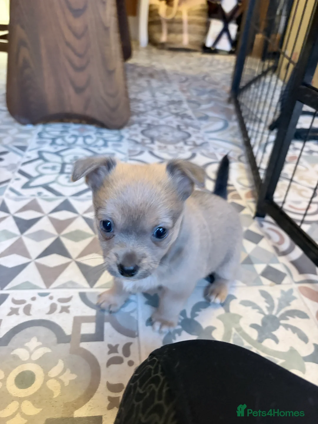 Mixed Breed dogs for sale: Chi-Jack-Weenie puppies - Advert 7
