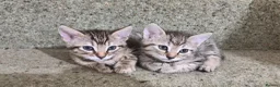 Bengal cats for sale: 2 Female Bengals for Sale in Kidderminster - Advert 5