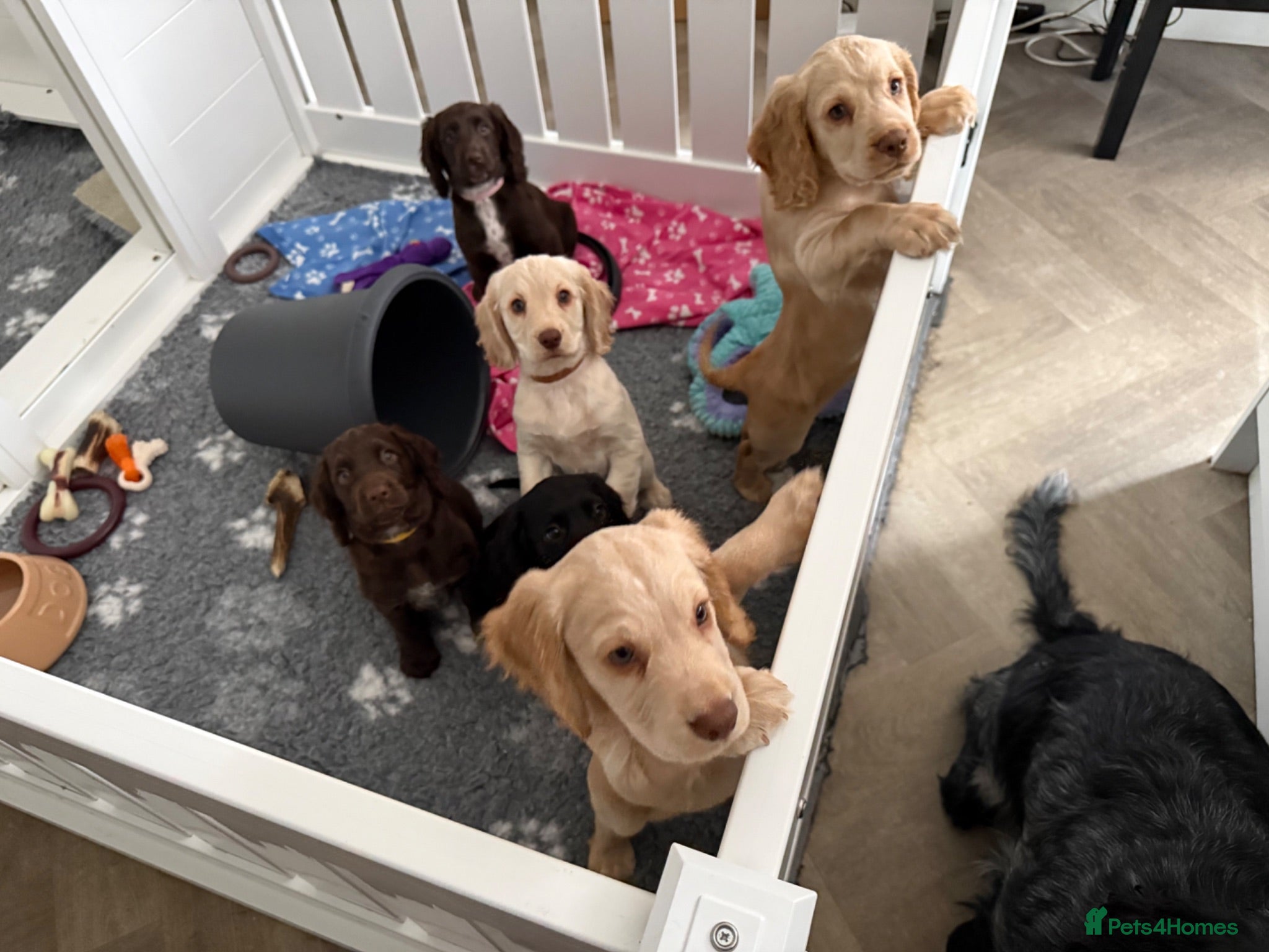 Cocker Spaniel dogs READY NOW home bred working cockers  - Advert 2