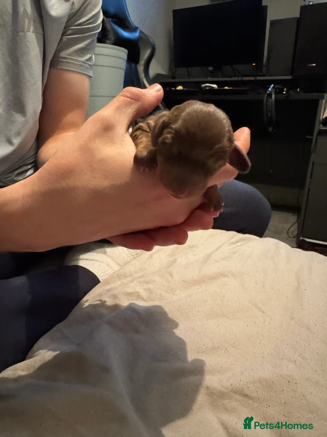 Miniature Dachshund dogs for sale: Miniature Dachshunds in Brentwood - Advert 2