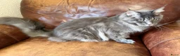 Maine Coon cats for sale: 🐾 BEAUTIFUL MAINE COON KITTENS FOR SALE 🐾 in Margate - Advert 6
