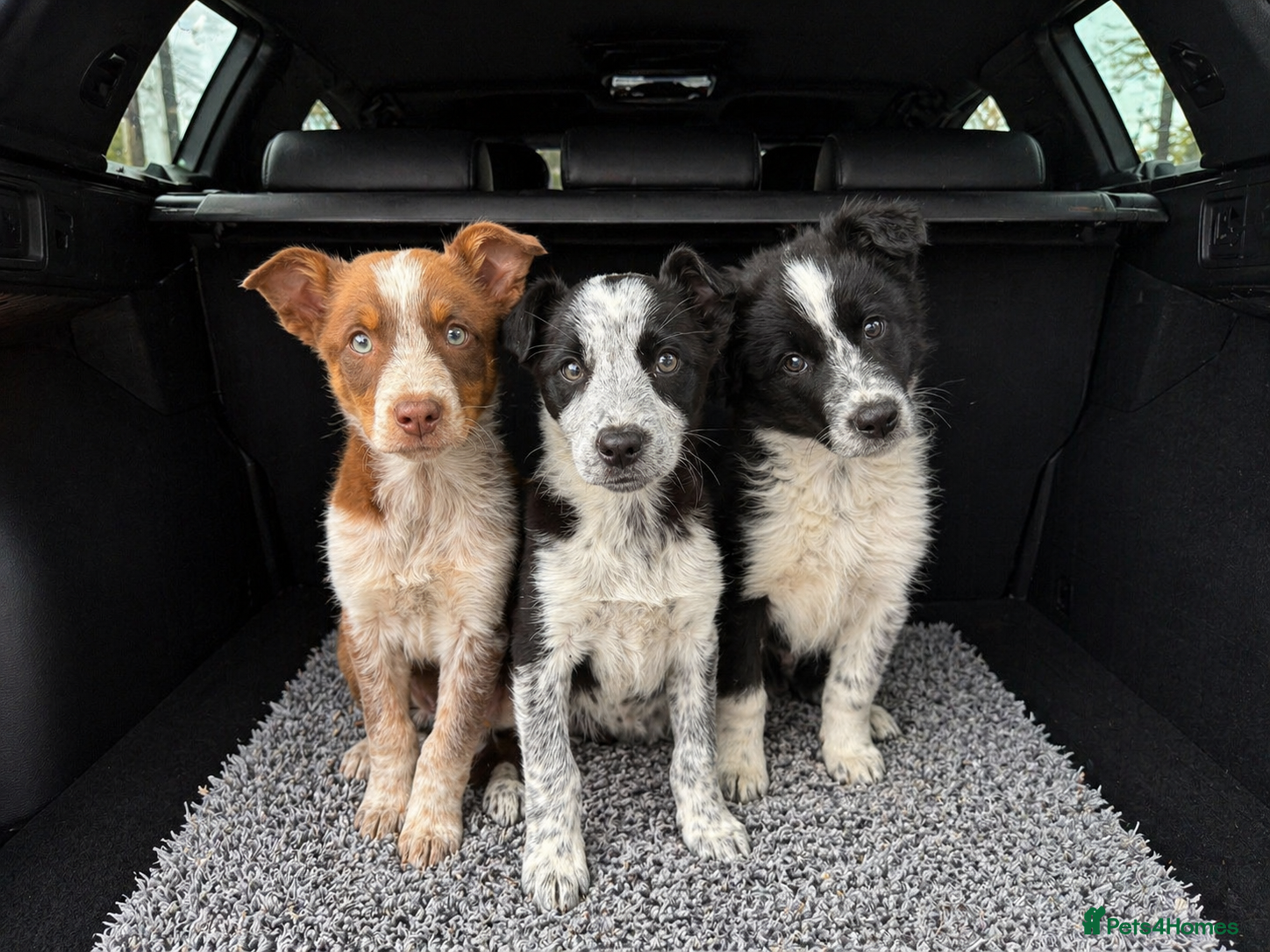 Border Collie dogs ⚡️ Border Collie Puppies From Working Lines ⚡️ - Advert 1