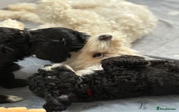 Cockapoo dogs for sale: 🐾 Gorgeous F2 Cockapoo Puppies 🐾 - Image 21