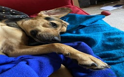 Mixed Breed dogs for adoption: Mavis – Almost 5 years old, female, hound mix - Advert 8