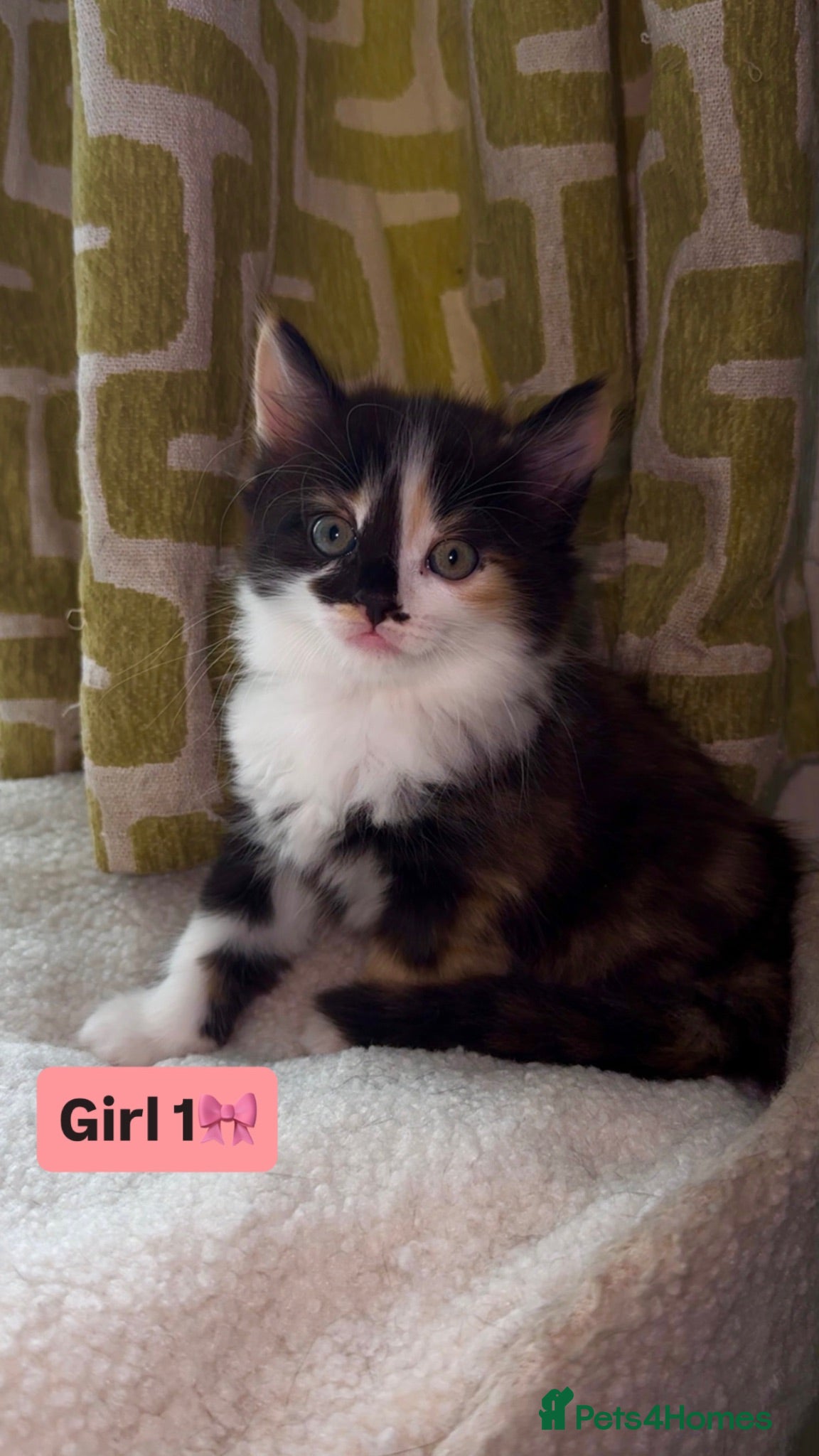 Mixed Breed cats 🐾 Adorable Fluffy Kittens Ready for Loving Homes - Advert 1
