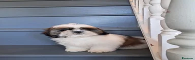 Shih Tzu 1