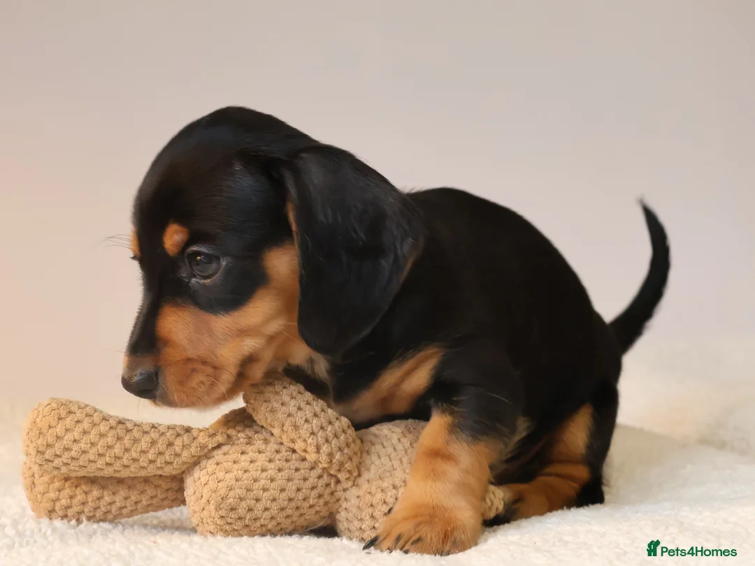 Miniature Dachshund dogs for sale: 5*Licensed+KC+PRAclear+VETchecked+Chocolate&Cream - Advert 15