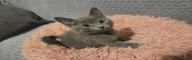 Russian Blue 1 GRAY