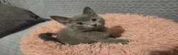 Russian Blue cats for sale: Russian Blue Kittens -ALL BOYS, UREDY TO GO 11.09 - Advert 6