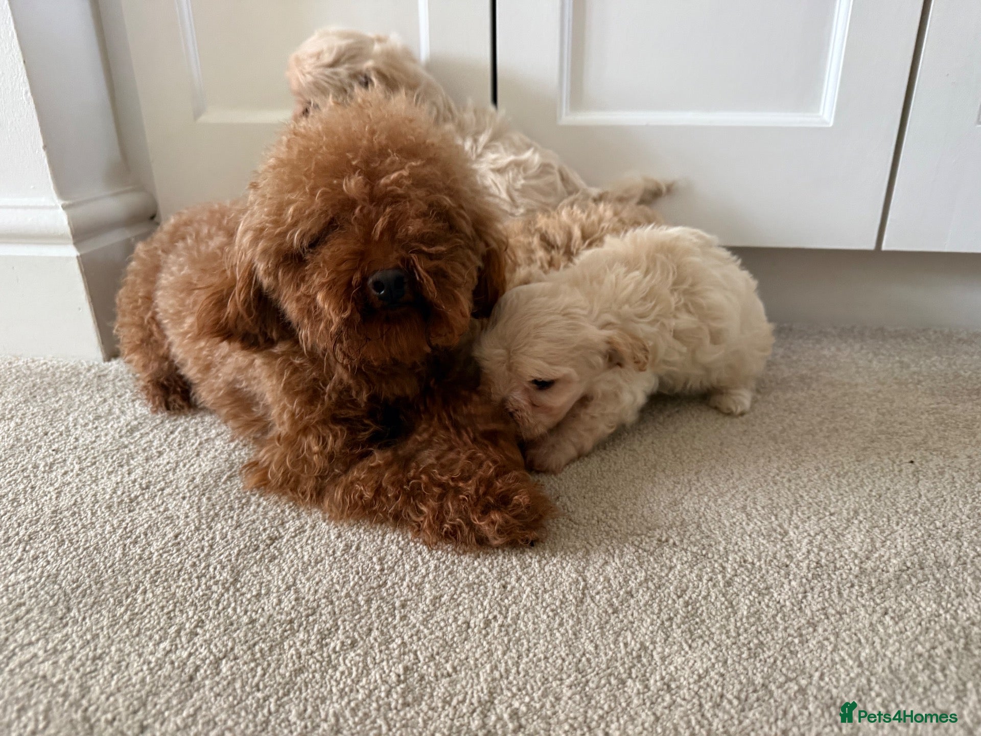 Maltipoo dogs Korean maltipoo - Advert 1