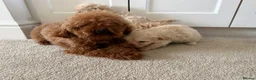 Maltipoo dogs for sale: Korean maltipoo - Advert 1