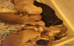 Mixed Breed dogs for sale: Beautiful jackchi puppies  - Image 13