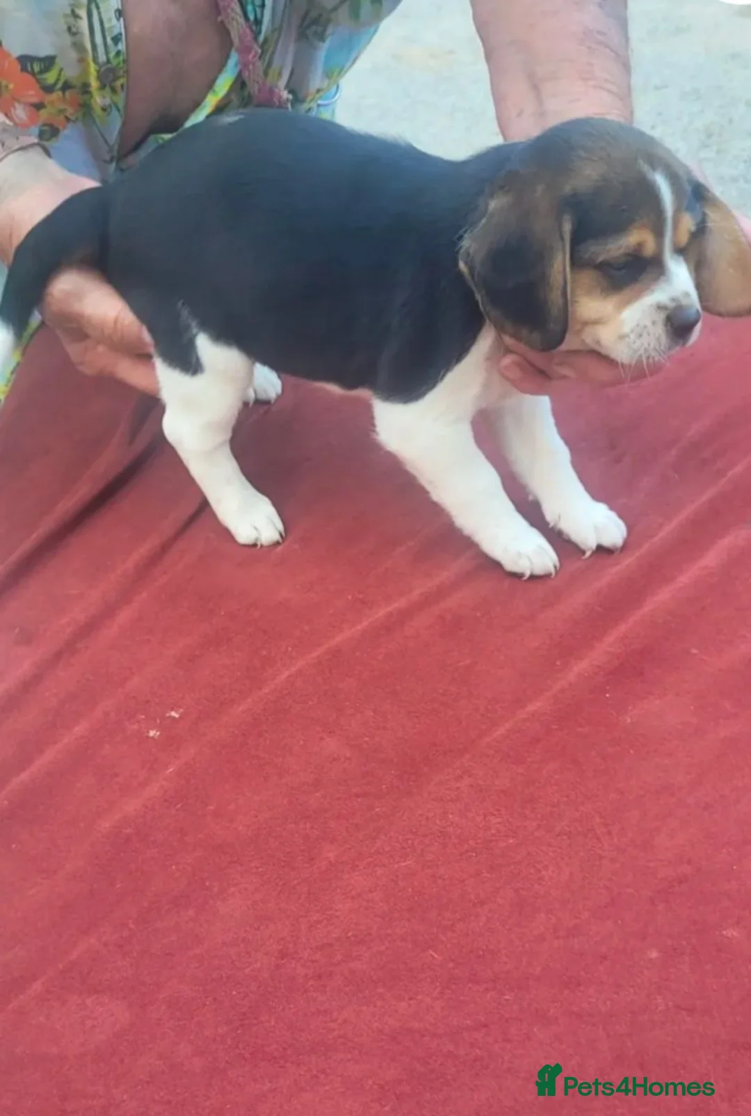 Beagle dogs for sale: Three amazing fresh Beagle puppies ready now - Advert 2