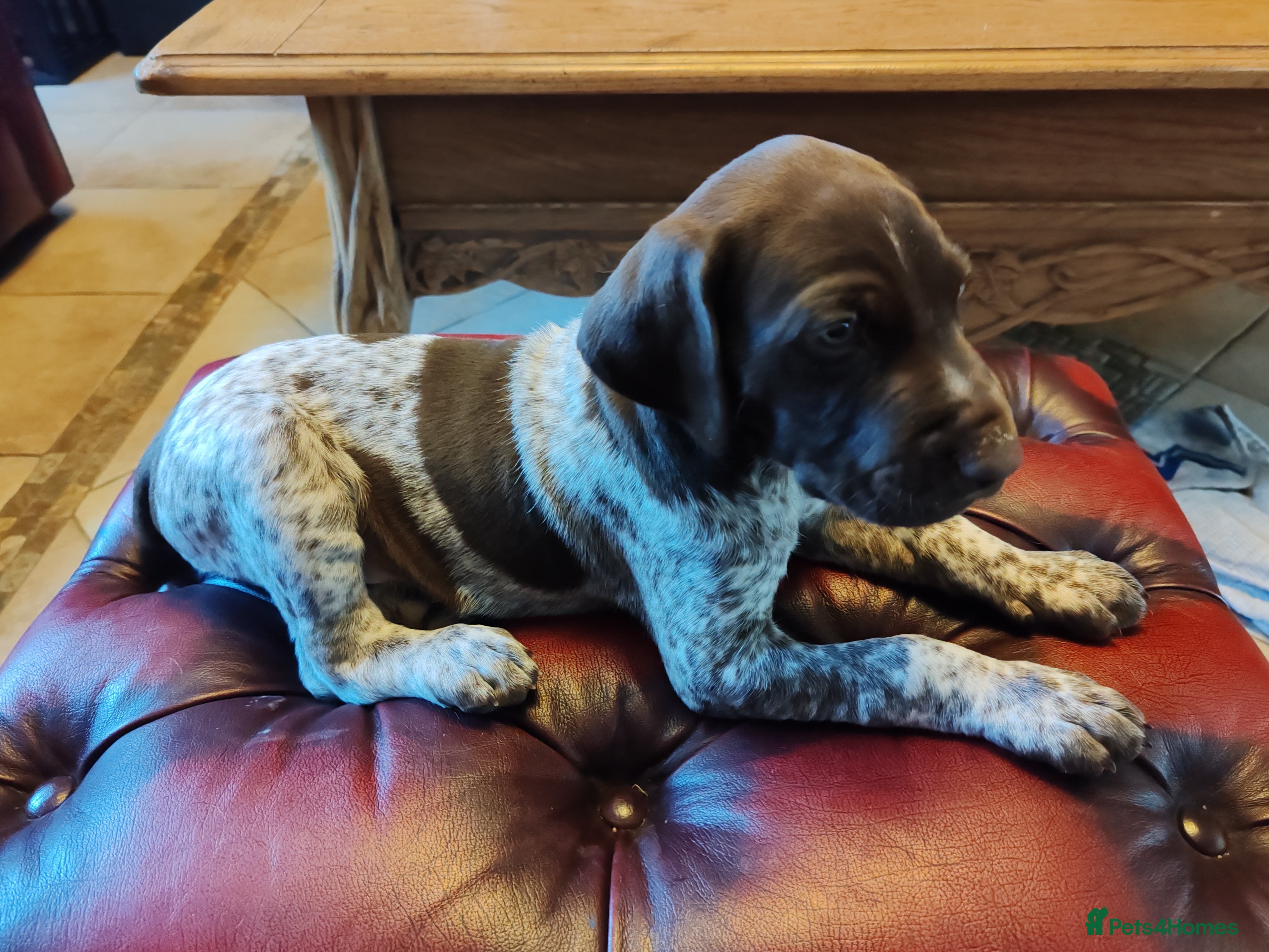 German Shorthaired Pointer dogs ❤️🐾 GORGEOUS GERMAN SHORTHAIRED POINTER PUPPIES - Advert 2