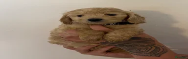 Cockapoo 7
