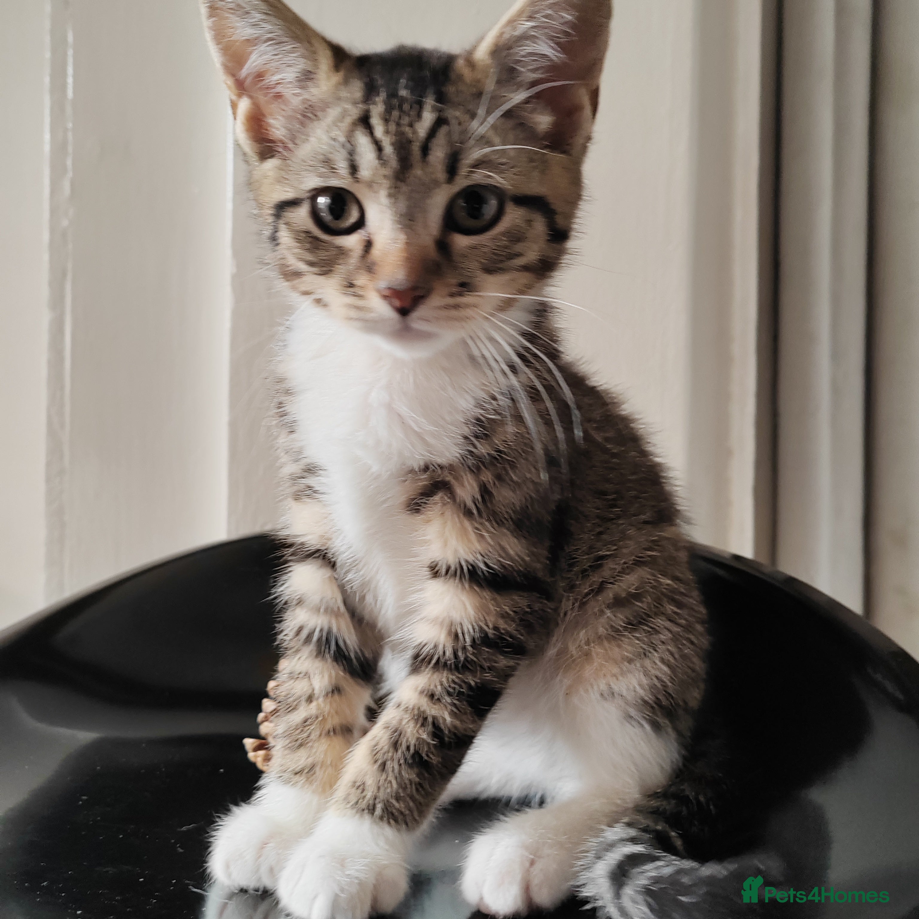 Mixed Breed cats Gorgeous kittens , reduced price  - Advert 1