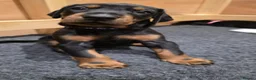 Dobermann dogs for sale: Gorgeous Full Pedigree Doberman puppies for sale  in Hull - Advert 25