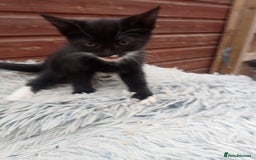 Mixed Breed cats for sale: Kittens  - Image 5