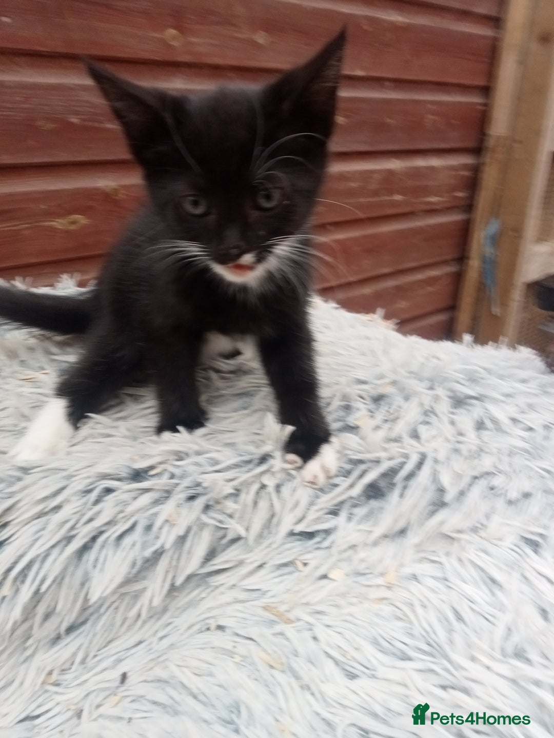 Mixed Breed cats for sale: Kittens  - Image 5