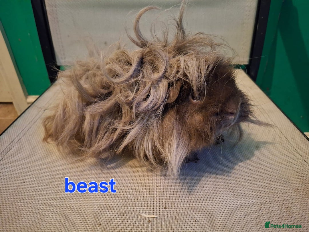 Guinea Pig rodents for sale: Lunkarya  - Image 5