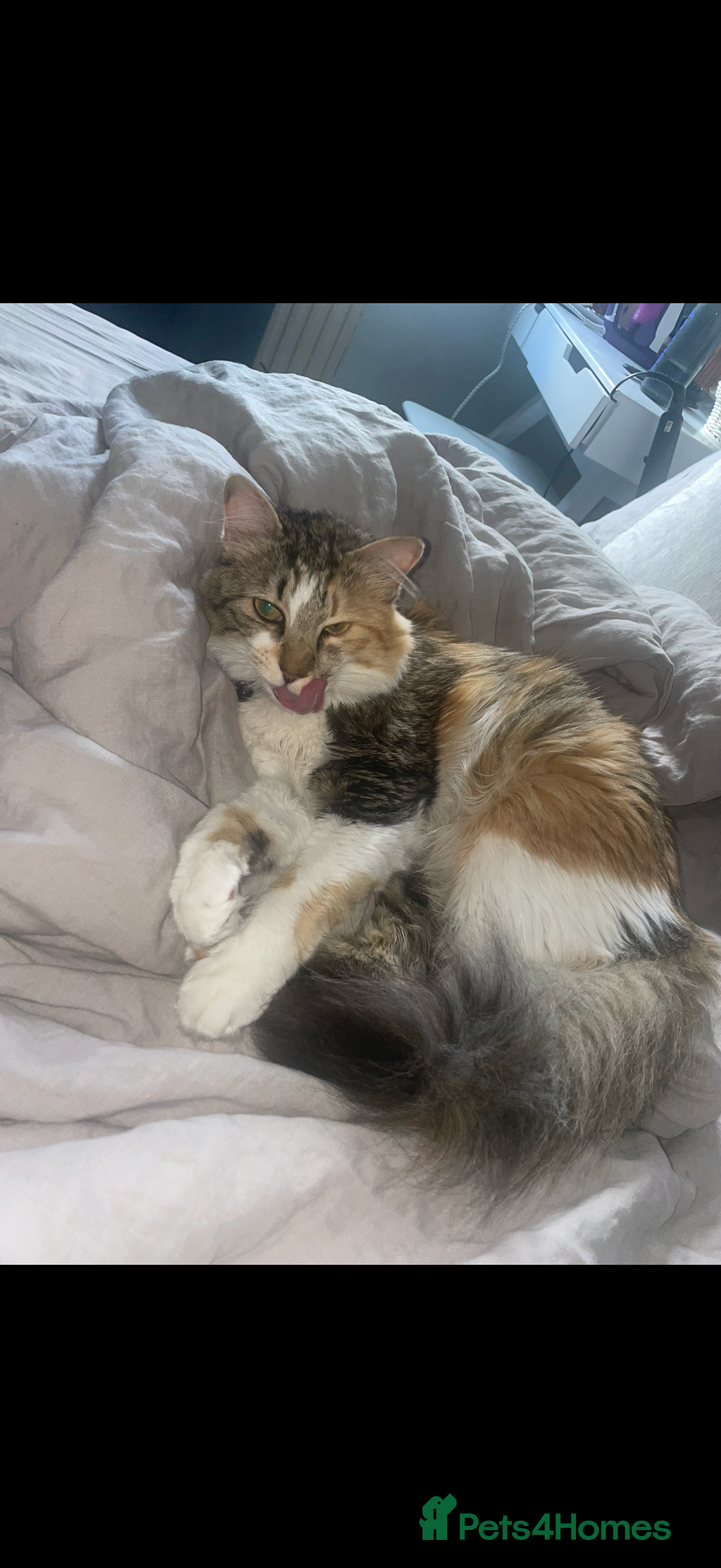 Mixed Breed cats for sale: Boy cat up for adoption - Advert 21