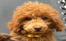 Toy Poodle dogs for sale: Teddi female 6’m old tiny Kc toy poodle  in Chichester - Image 5