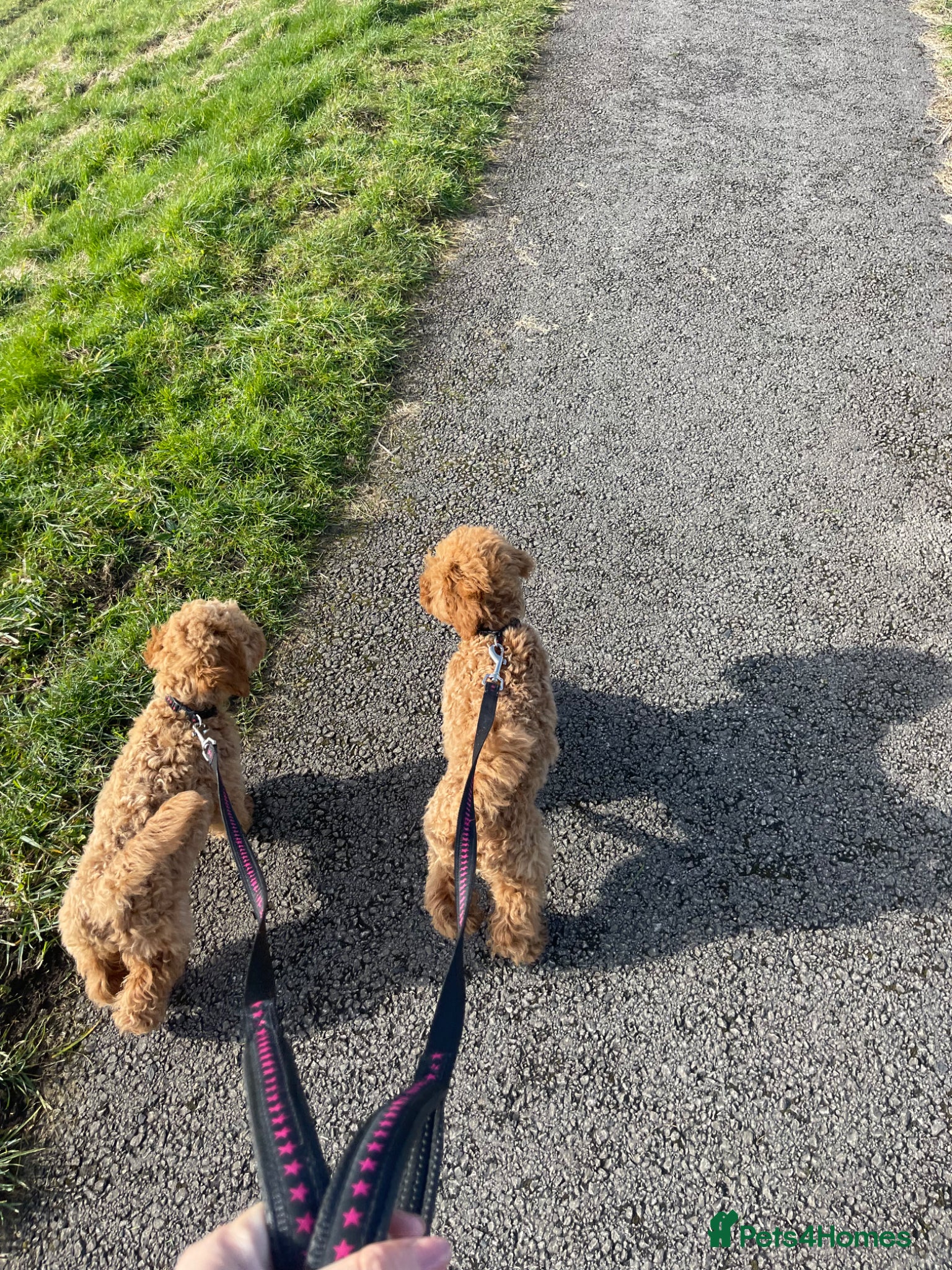 Miniature Poodle dogs Rehoming my Miniature Poodle Sisters - Advert 9
