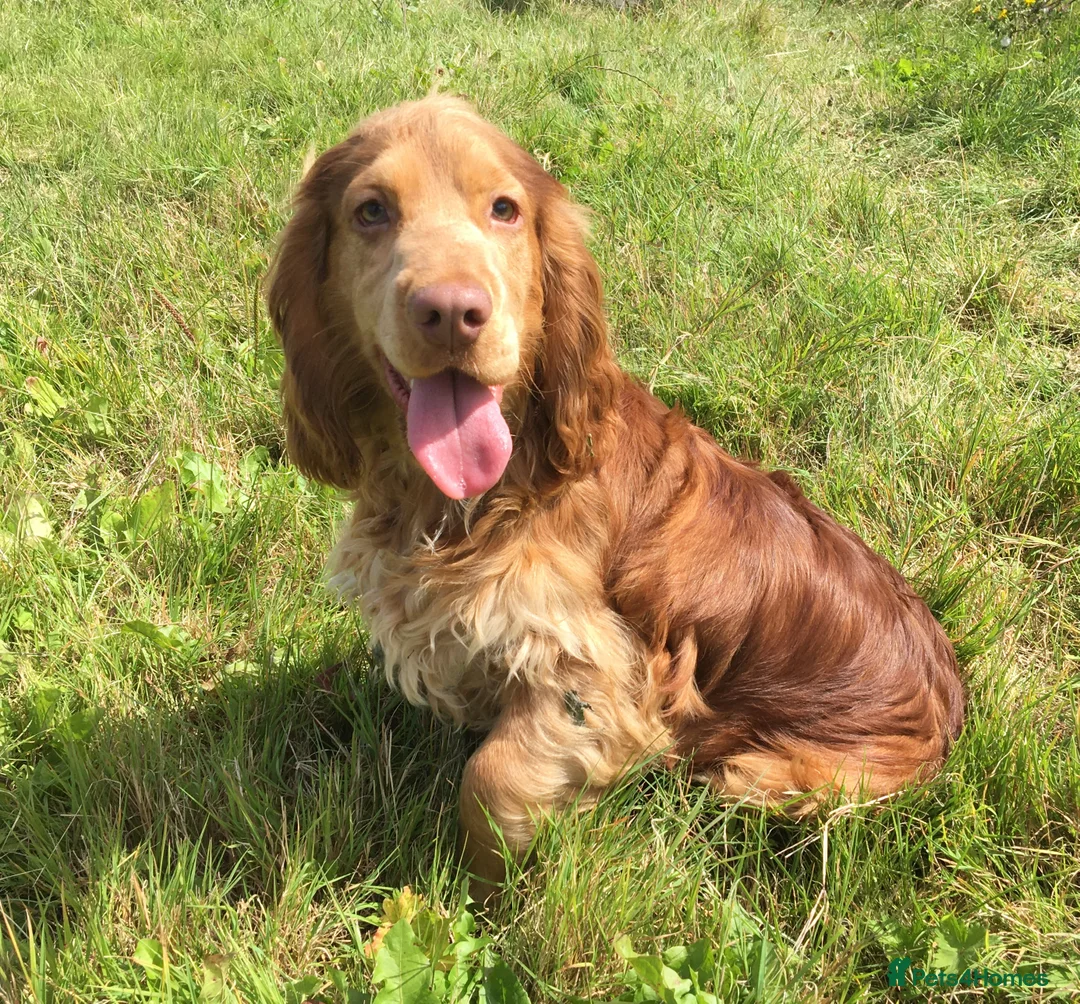 Cocker Spaniel dogs for stud: Cocker Spaniel at stud in Sandwich - Advert 1