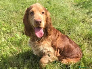 Cocker Spaniel dogs Cocker Spaniel at stud in Sandwich - Advert 22