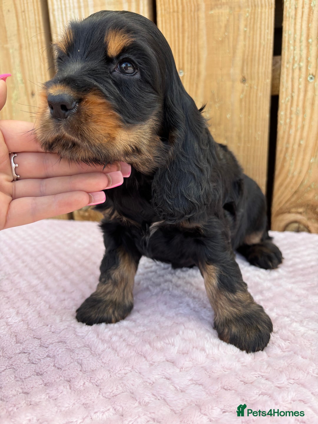 Cocker Spaniel dogs for sale: 1 male left! Top quality 100% show lines  - Image 16