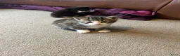 Mixed Breed cats for sale: Kittens  in Milton Keynes - Advert 3