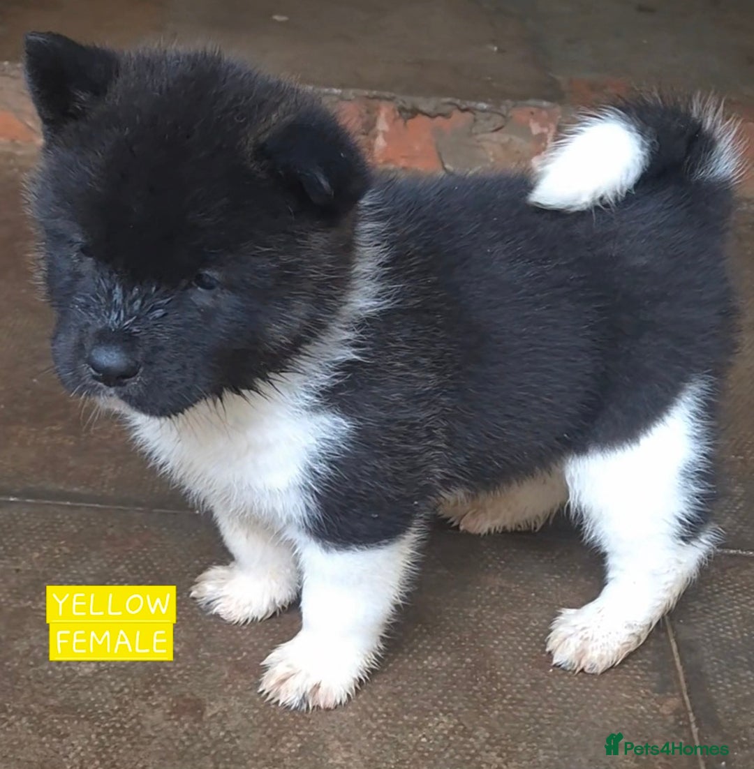 Akita dogs for sale: KC REGISTERED BEAR HEAD AMERICAN AKITA FEMALE PUPS - Image 8