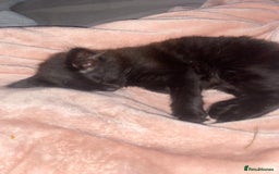 Mixed Breed cats for sale: Female beautiful fluffy kitten - Image 1