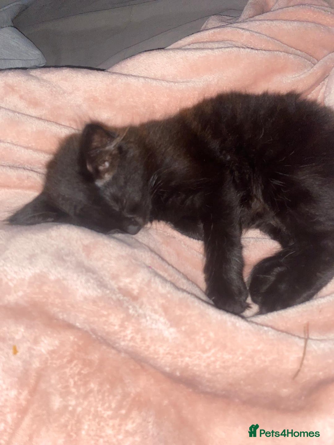 Mixed Breed cats for sale: Female beautiful fluffy kitten - Image 1