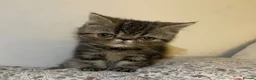 Exotic cats for sale: Exotic Persians - Advert 4