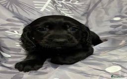 Cocker Spaniel dogs for sale: Beautiful puppy’s  - Image 12