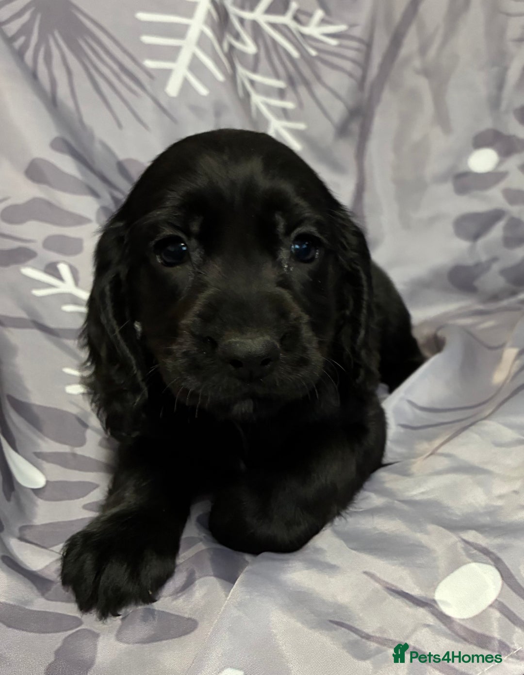 Cocker Spaniel dogs for sale: Beautiful puppy’s  - Image 12