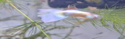 Bettas fish for sale: guppies mix - Advert 21