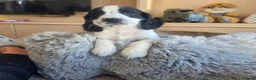 Cocker Spaniel dogs for sale: Working type Cocker Spaniels Ready now - Advert 8