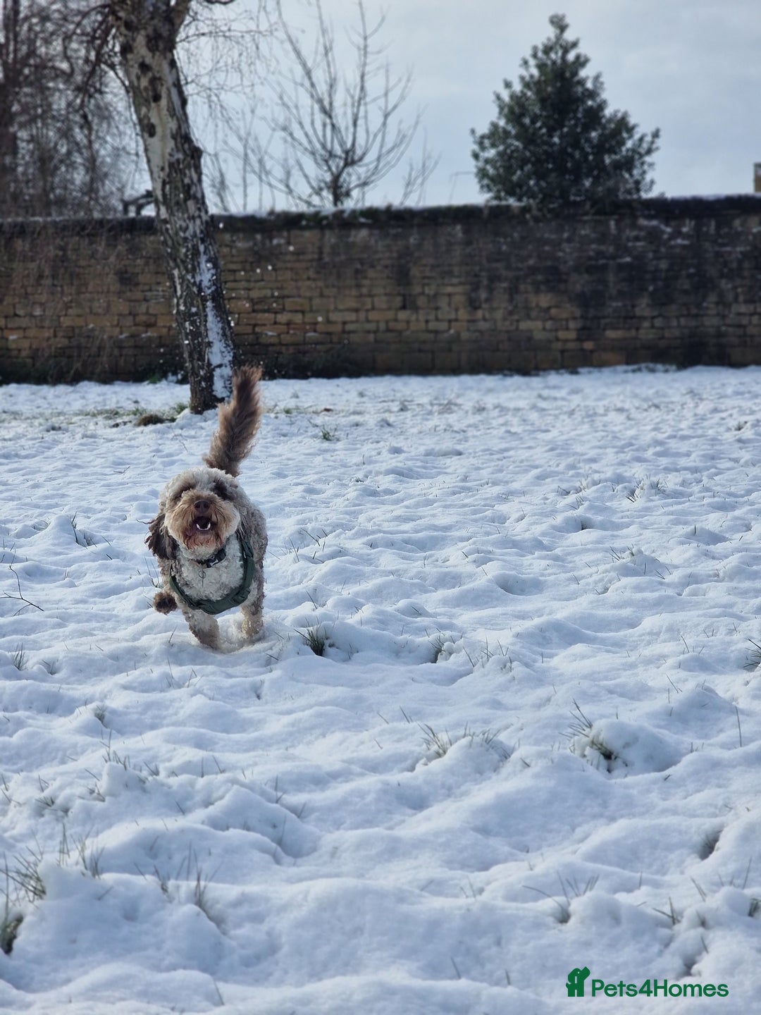 Miniature Poodle dogs for stud: Gorgeous Chocolate Merle Miniature Poodle Stud - Advert 7